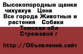 Высокопородные щенки чихуахуа › Цена ­ 25 000 - Все города Животные и растения » Собаки   . Томская обл.,Стрежевой г.